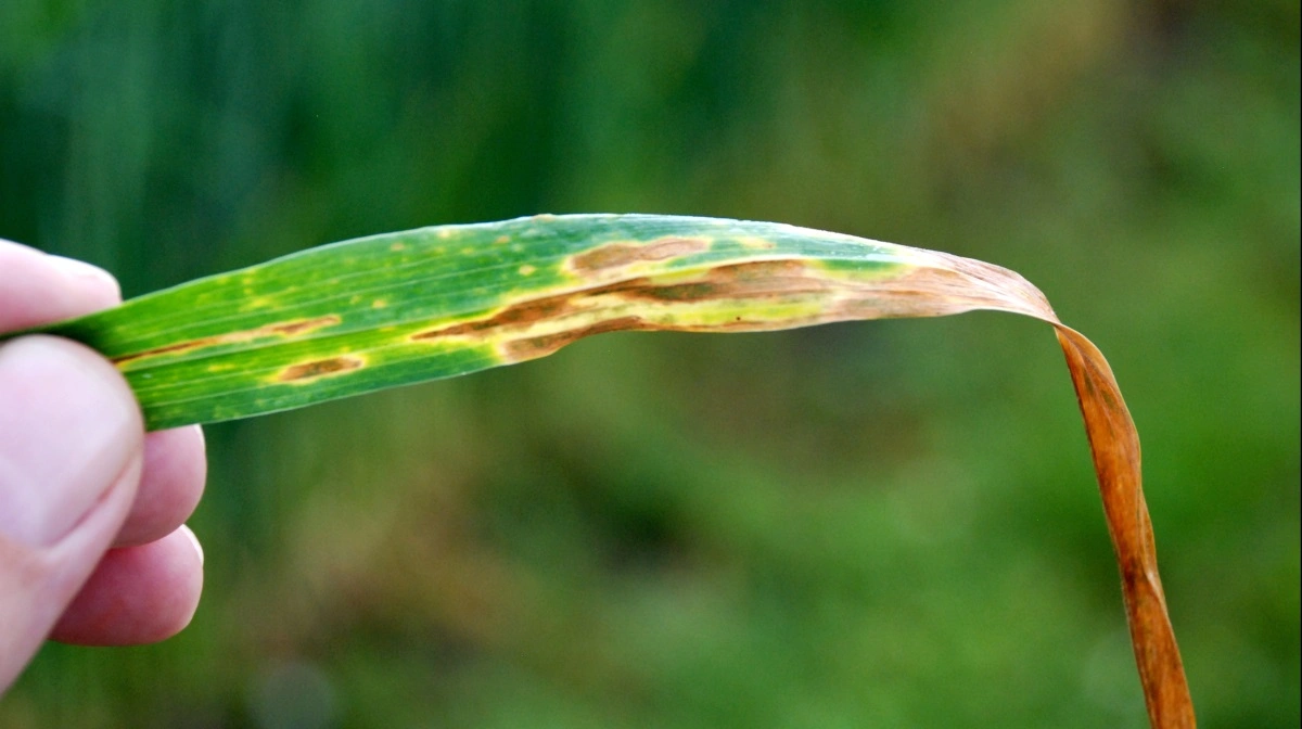 Septoria ses som aflange, visne pletter på bladene - startende på de nederste blade og flytter opad på planten med plask fra regndråber. Arkivfoto