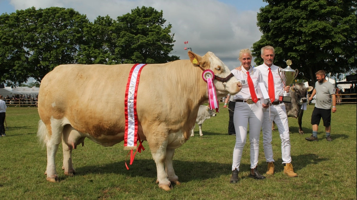 Interbreed – bedste hundyr inden for kødkvæg:
Simmentalerko fra Pilegård Simmetaler i Venslev ved Skibby i Hornsherred. Bedriften ejes af Erik Olsen, der her står med datteren Katrine Olsen. Simmentalerkoen vandt også titlen som publikumsfavorit. Fotos: Jesper Hallgren