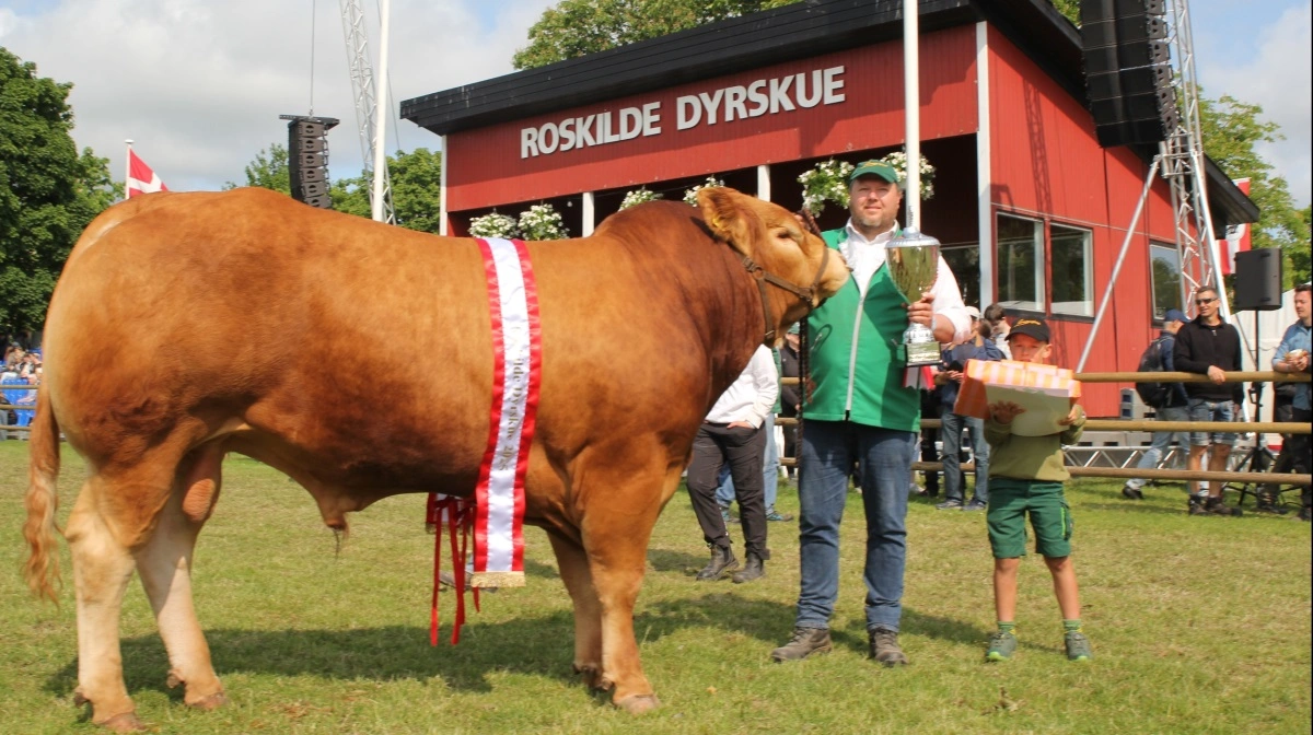 Interbreed – bedste handyr inden for kødkvæg:
Limousinetyr fra Løserupgård ved Jakob Sandholm Hansen (billedet) fra Tuse Næs i Odsherred. Tyren er godt to år og vejer cirka 1.100 kg. 