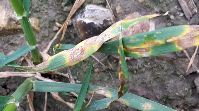 I mange marker er der fundet septoria i bunden af afgrøden. Arkivfotos