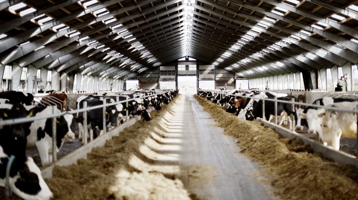 Oosterhof Dairy i Hyllested har 1.500 malkekøer på bedriften. Foto: Oosterhof Dairy