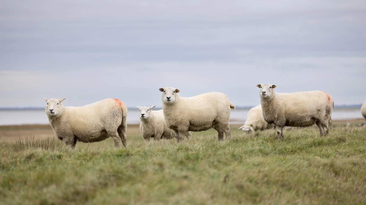 Ifølge Danmarks Naturfredningsforening burde alle fåreavlere, der har oplevet gentagne angreb, omgående søge om støtte til ulvesikrede hegn, ellers bør kompensation fremover udelukkes. Foto: Colourbox