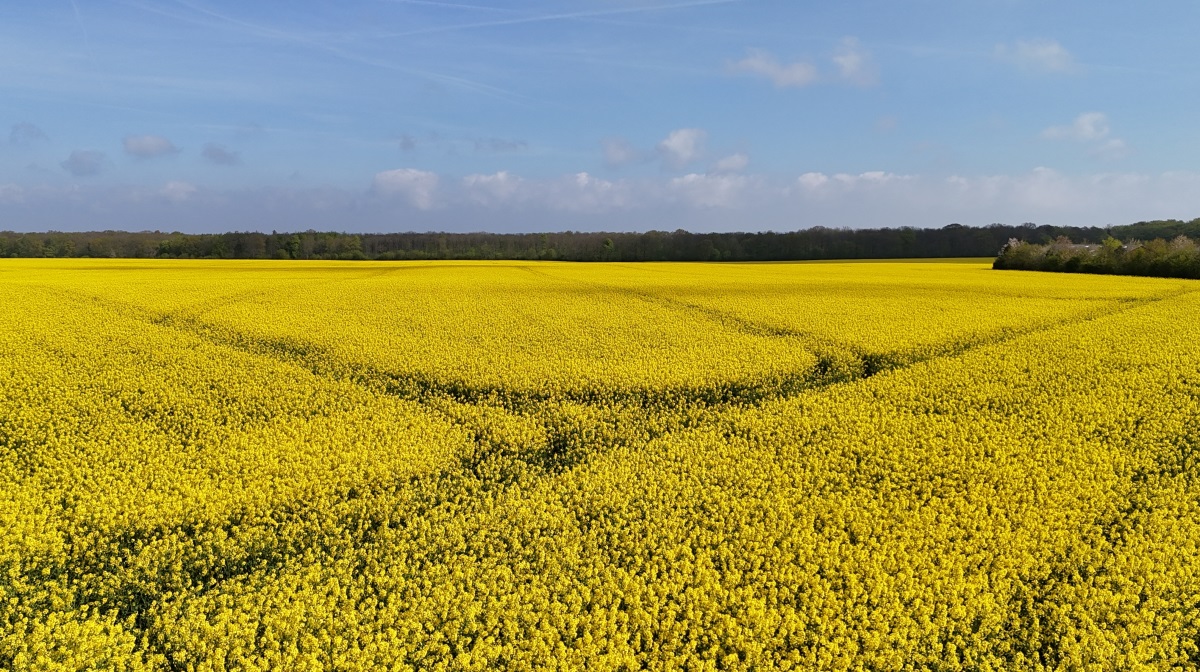 Ændringer i amerikanske regler baner vej for øget brug af rapsolie i biobrændstofproduktionen. Det kan føre til højere globale priser på raps til gavn for danske landmænd i 2025.
