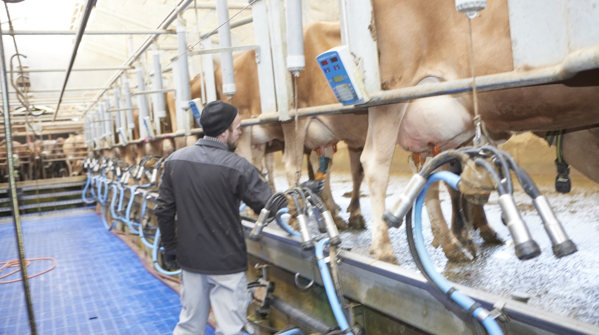 Bredt fald i flere centrale produktkategorier på den seneste GDT-auktion.