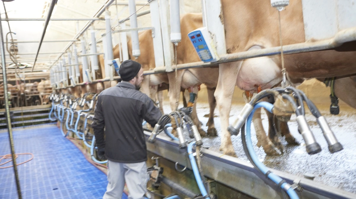Cheddarprisen faldt med over fire procent ved den seneste GDT-auktion. Arkivfoto: Erik Hansen