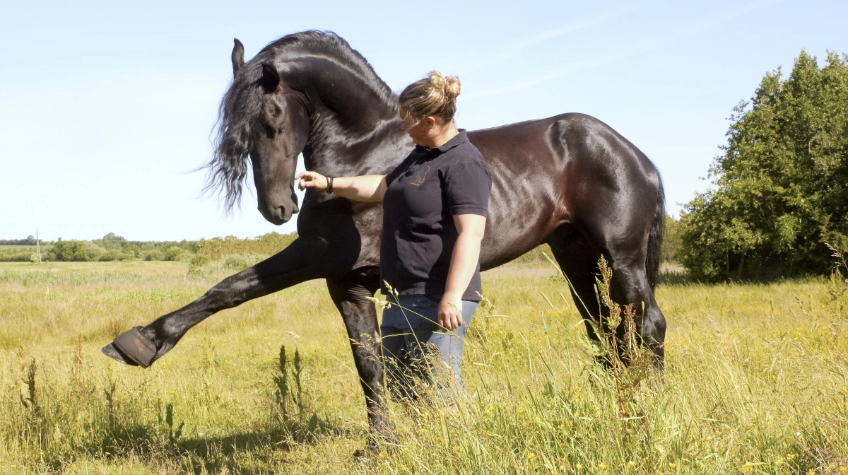 De sorte frieserheste vil bringe minderne tilbage til 90'erne, når Frieser Nord indtager den store ring til fredagsshow på Hjørring Dyrskue. Arkivfoto: Tenna Bang