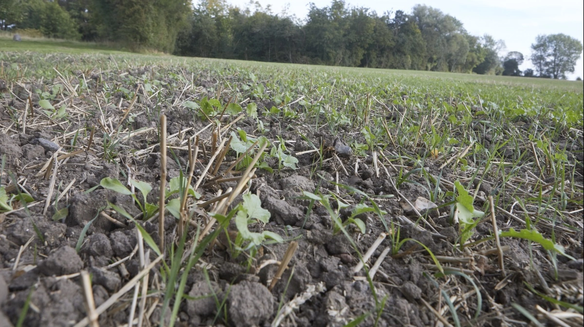 Trepartsministeriet vurderer, at 172 ton kvælstof er gået tabt i 2023 på grund af manglende eller mangelfulde efterafgrøder, som ikke blev fundet ved kontrol. Arkivfoto: Erik Hansen