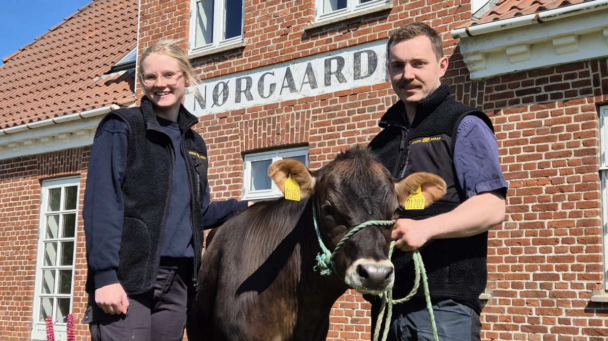 Julie Stride og Victor Boran er nyetablerede mælkeproducenter. Nu er de klar til Hjørring Dyrskue. Fotos: Tenna Bang