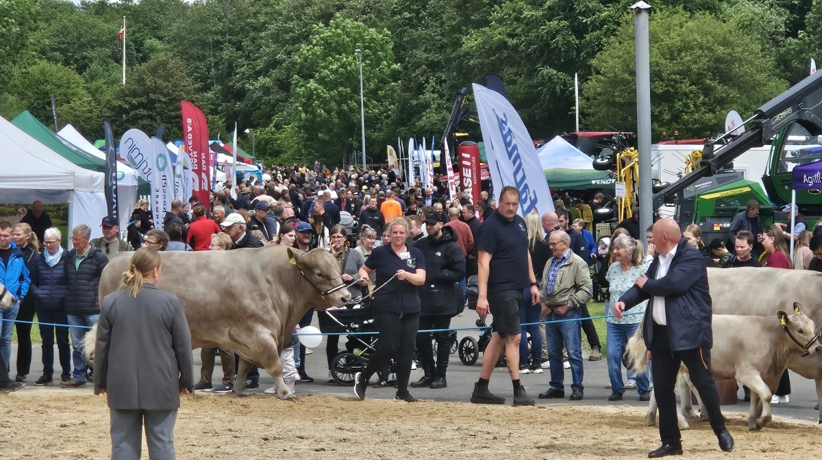 Der var gang i den på Hobro Dyrskue – både i og udenfor ringen. Fotos: Line Brusgaard