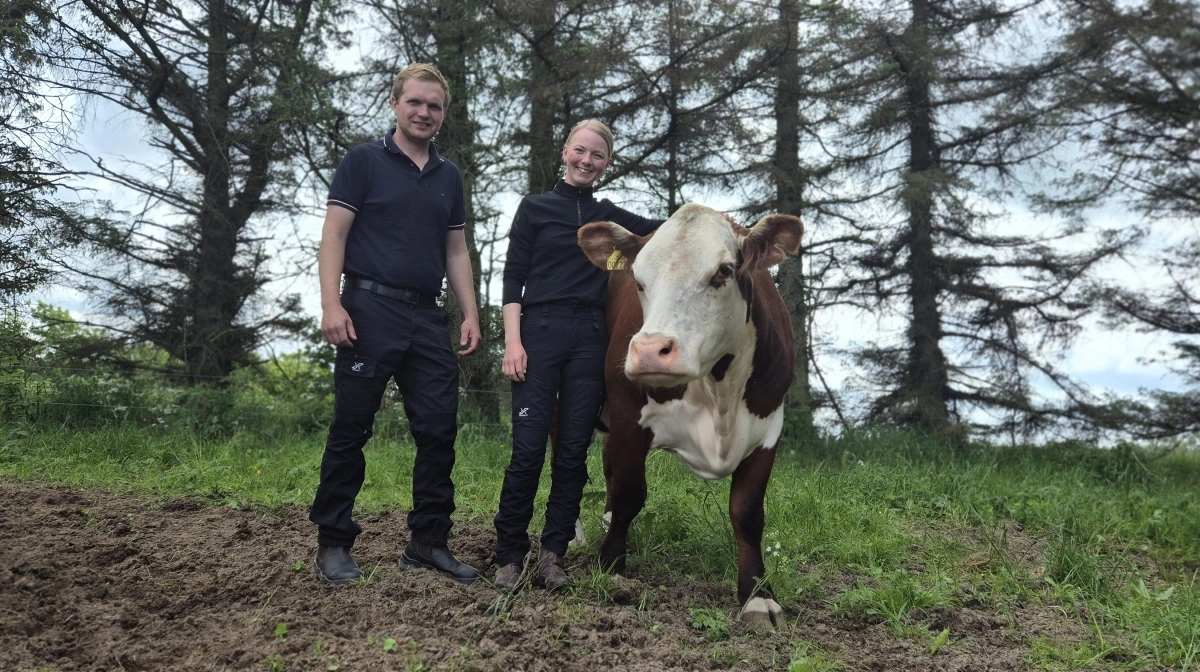 Risdal Hereford fra Tornby stiller i år med 13 hereforddyr og én jerseykvie. Fotos: Tenna Bang