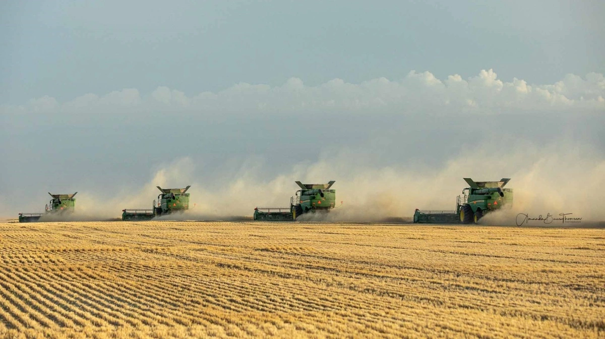FAO forventer en rekordhøj produktion af korn i 2025. Arkivfoto: Jørgen P. Jensen