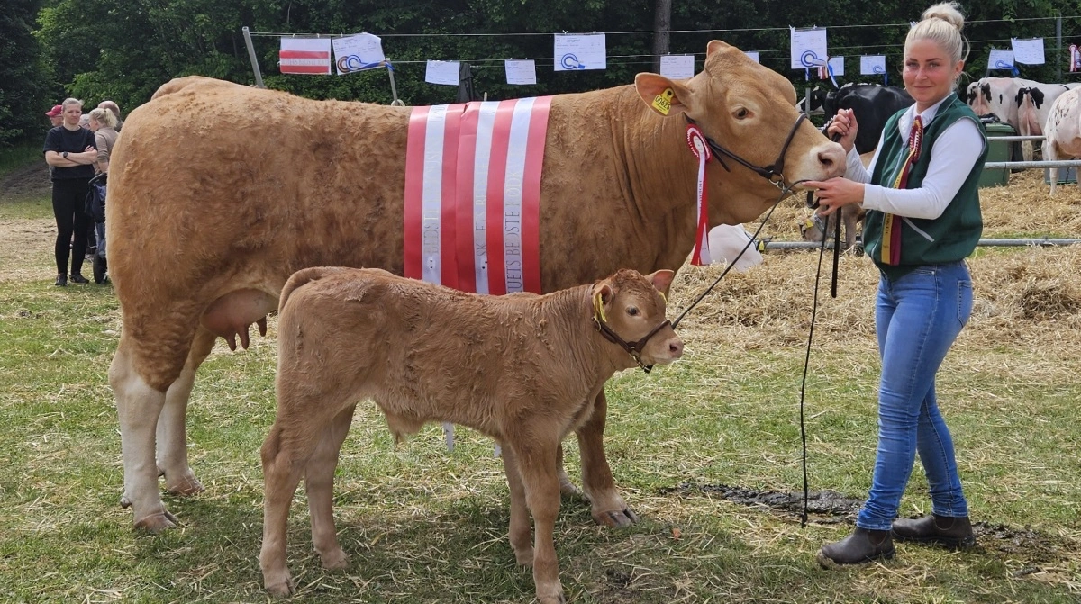 Bedste hundyr, kødkvæg og skuets bedste kødkvæg blev limousinekoen Kærsgaards Tulle fra Kærsgaard Limousine, Suldrup.