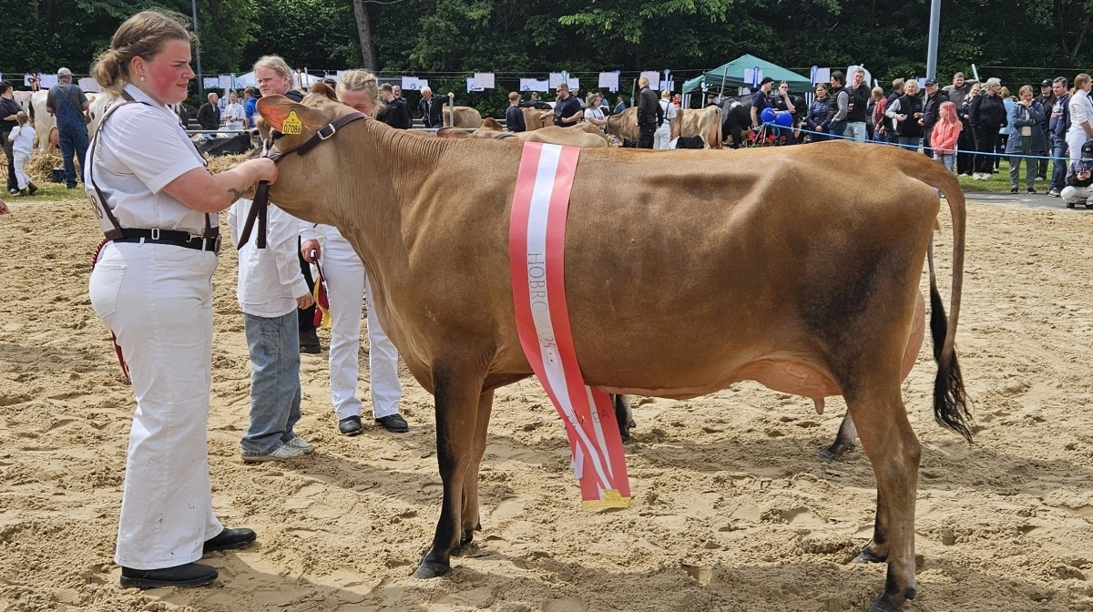 Denne Victorius-datter fra Vellevgaard Jersey, Thorsø, høstede meget ros fra dommerne og løb med både titlen som »Bedste yngre Jersey« og »Skuets bedste yver«.