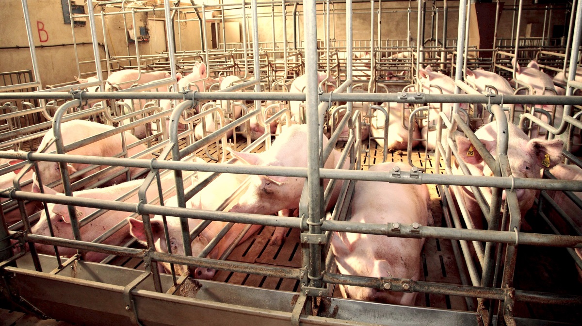 Markedet for slagtesvin i Europa bevæger sig i små skridt fremad – herunder i Danmark.