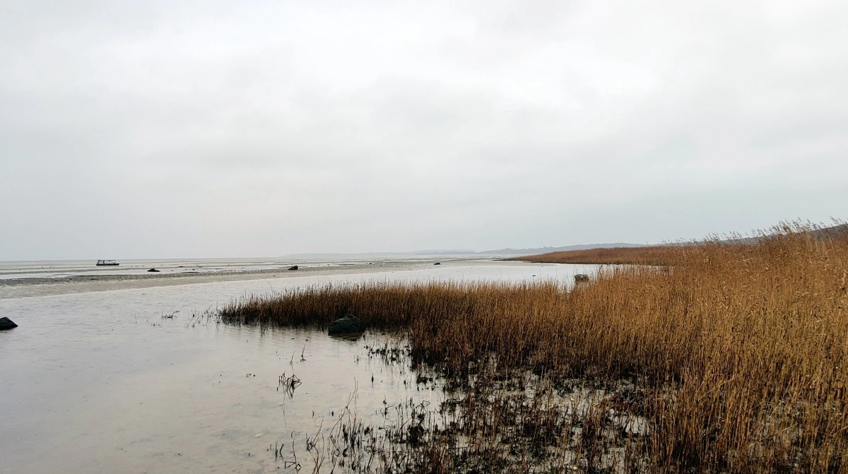 Det vil kræve en kraftanstrengelse at komme i mål med kvælstofreduktionen ved Isefjorden. Her skal udledningerne mere end halveres i forhold til det nuværende niveau. Arkivfoto