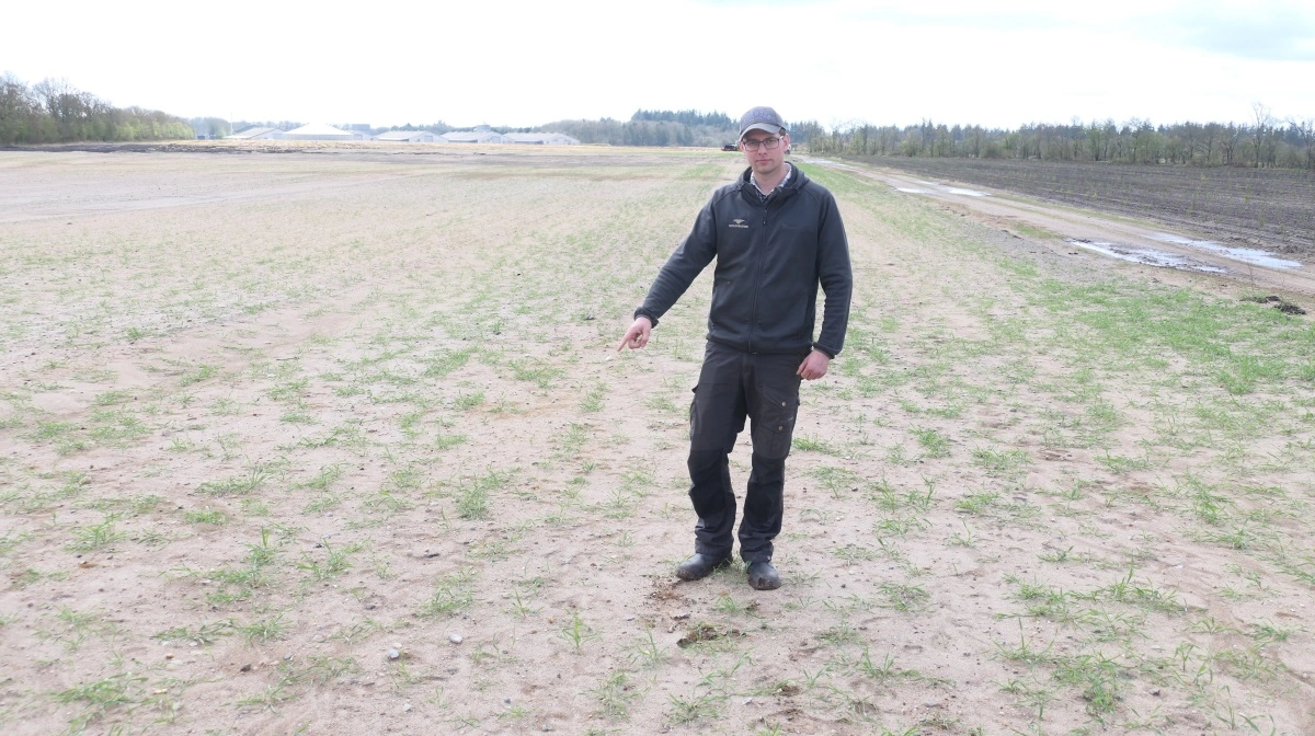 Skovfoged Anders Brøgger viser et areal, hvor der sidste efterår blev reolpløjet, rotorharvet og sået cirka 10-12 kg stauderug pr. hektar. Dette areal er nu klar til plantning, hvorefter stauderugen vil forblive mellem rækkerne og blandt andet beskytte mod sandflugt. Foto: Bøje Østerlund