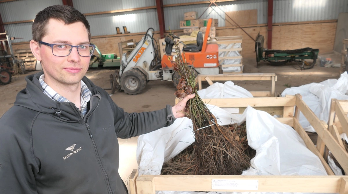 Skovfoged Anders Brøgger er klar til at plante. Foto: Bøje Østerlund