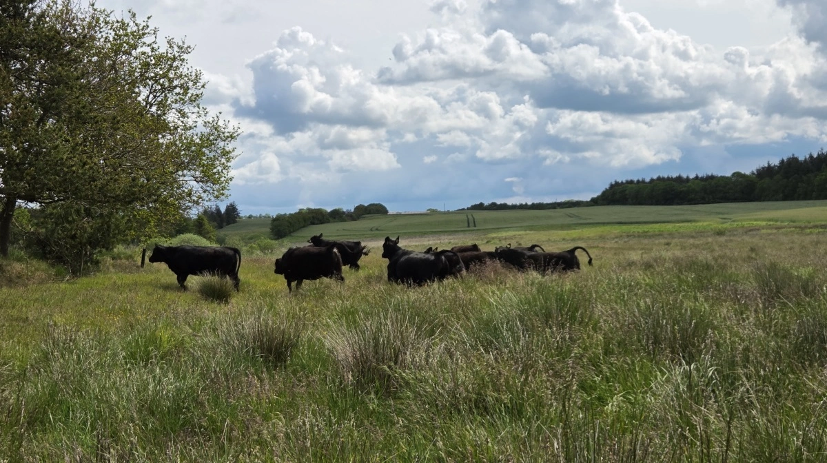 Robuste dyr og store arealer er ifølge Fjordland opskriften på fremtidens naturforvaltning. Foto: Line Brusgaard