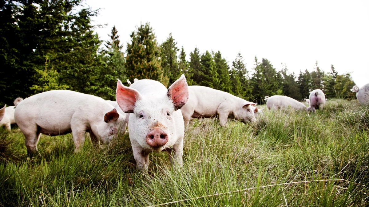 Vildtlevende smågrise æder mange flere uopløselige fibre, end smågrise under staldforhold normalt gør. Arkivfoto