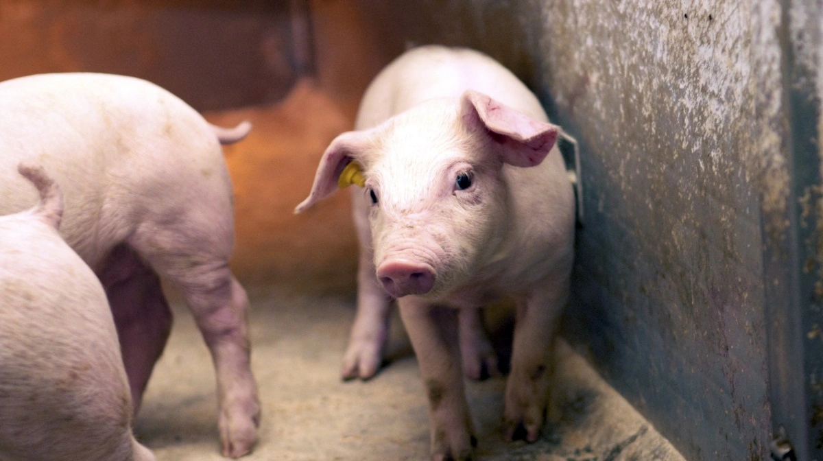 Ifølge en argentinsk-hollandsk undersøgelse får tamgrise lige så meget protein som vildtlevende smågrise, men de halter dog noget bagefter i forhold til en tilsvarende forsyning med fibre og aske. Arkivfoto
