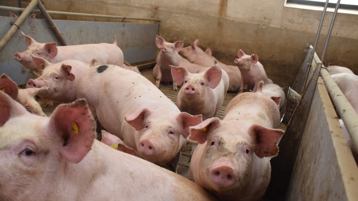 Tican Fresh Meat hæver noteringen med 20 øre og overhaler dermed både Danish Crown og Danepork.