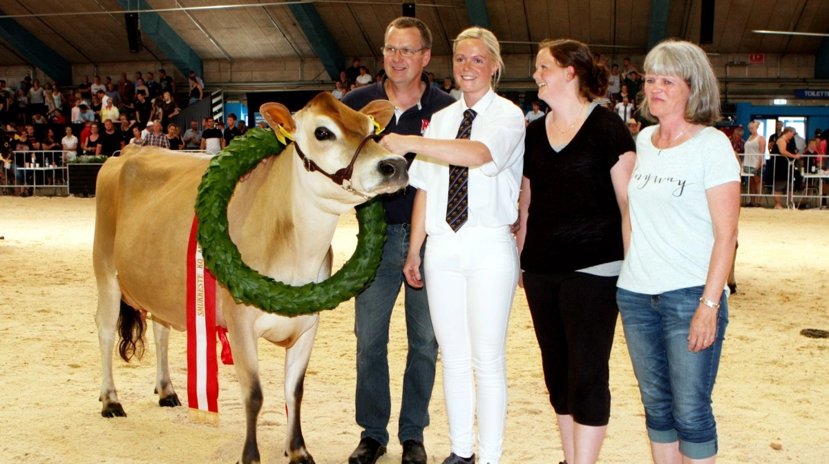 I 2015 havde familien Mikkelsen Danmarks smukkeste malkeko. Nu har de sidste malkekøer forladt besætningen. Arkivfoto