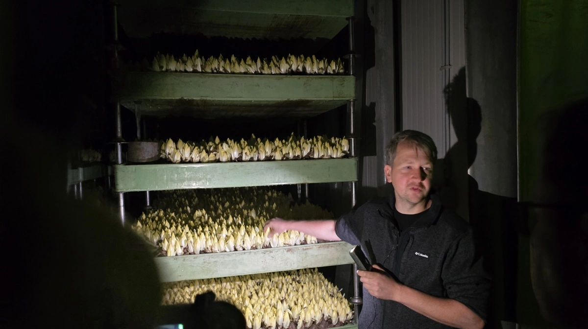 Sam Magnus viser de enorme plantekasser, der i total mørke spirer fra rødder med den sprøde julesalat. Herfra høstes de og pakkes i bakker og leveres på dagsbasis til supermarkeder.