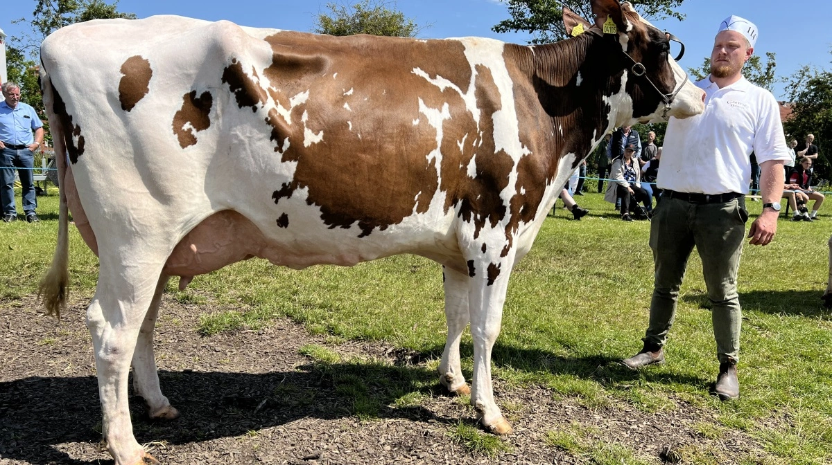 Bedste Holstein, Superko, DRH, yver og ældre: Jan og Bjarne Gravesen, Øster Vandet