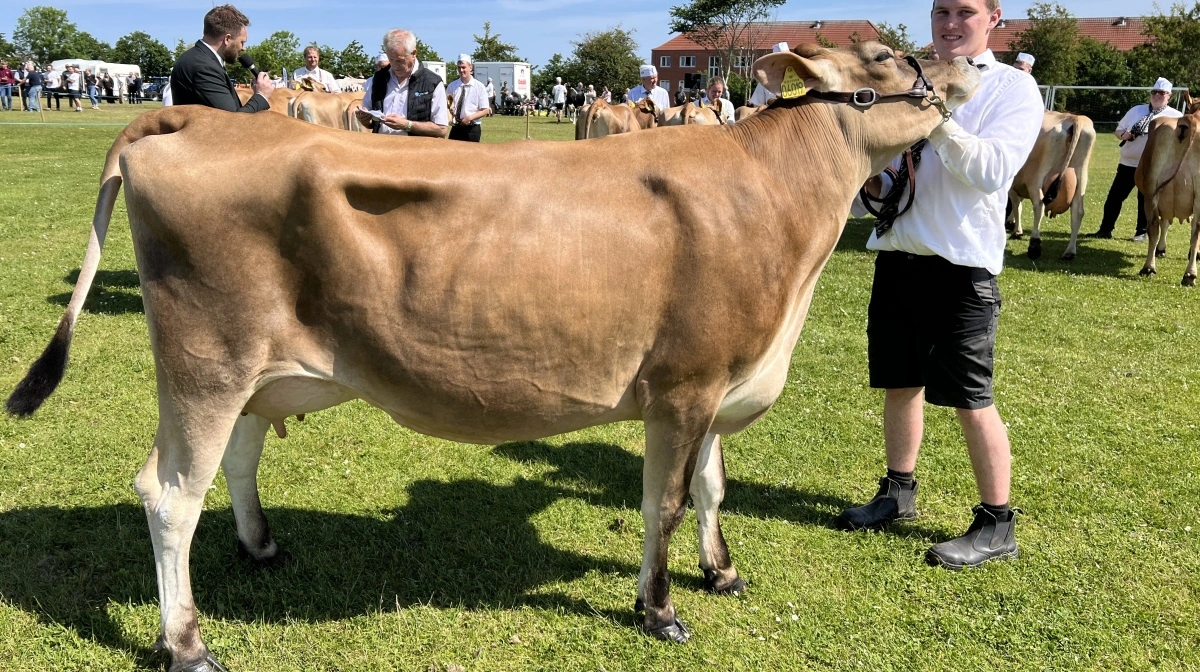 Bedste yngre Jersey: Engholm Jersey, Erslev