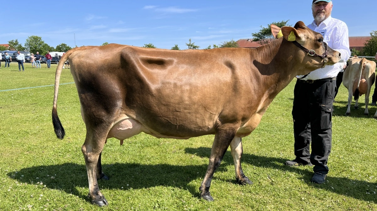 Bedste yver, Jersey: Engholm Jersey, Erslev