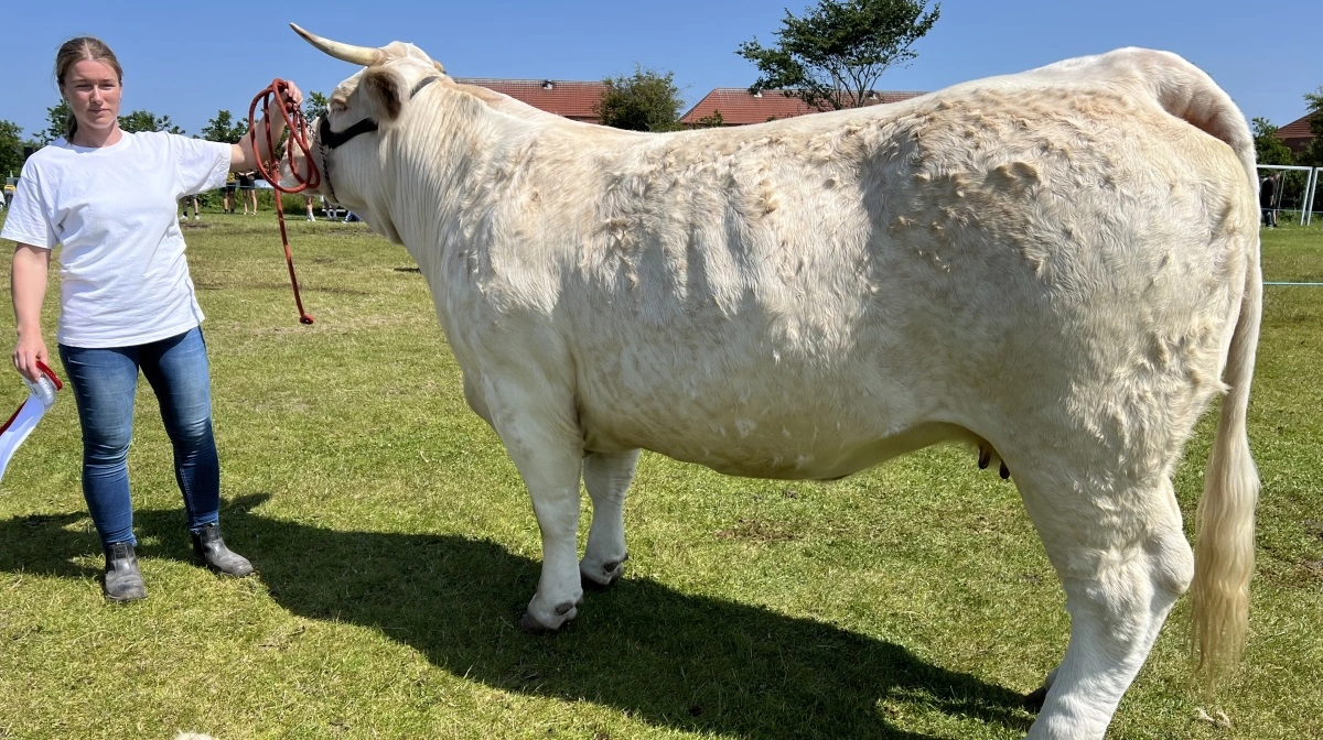 Bedste kødkvæg, hundyr og par: Charolais fra Mads Bjerregaard, Hov ved Thisted