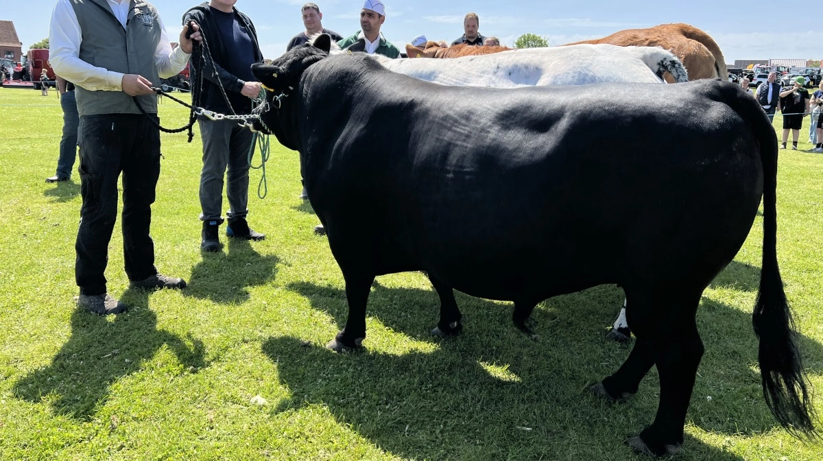 Bedste handyr kødkvæg: Dexter fra Holmegårdsvejens Dexter, Årup ved Snedsted