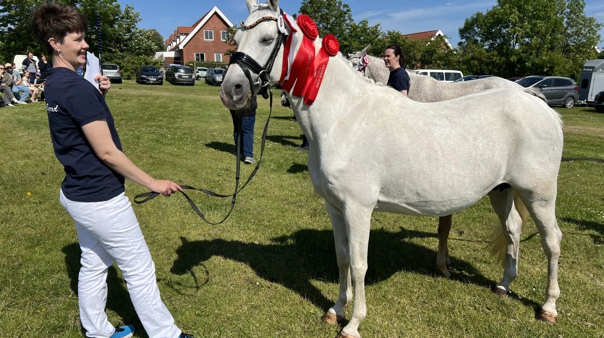 Bedste hoppe: Dansk Sports Pony fra Stald Søgaard, Nykøbing Mors