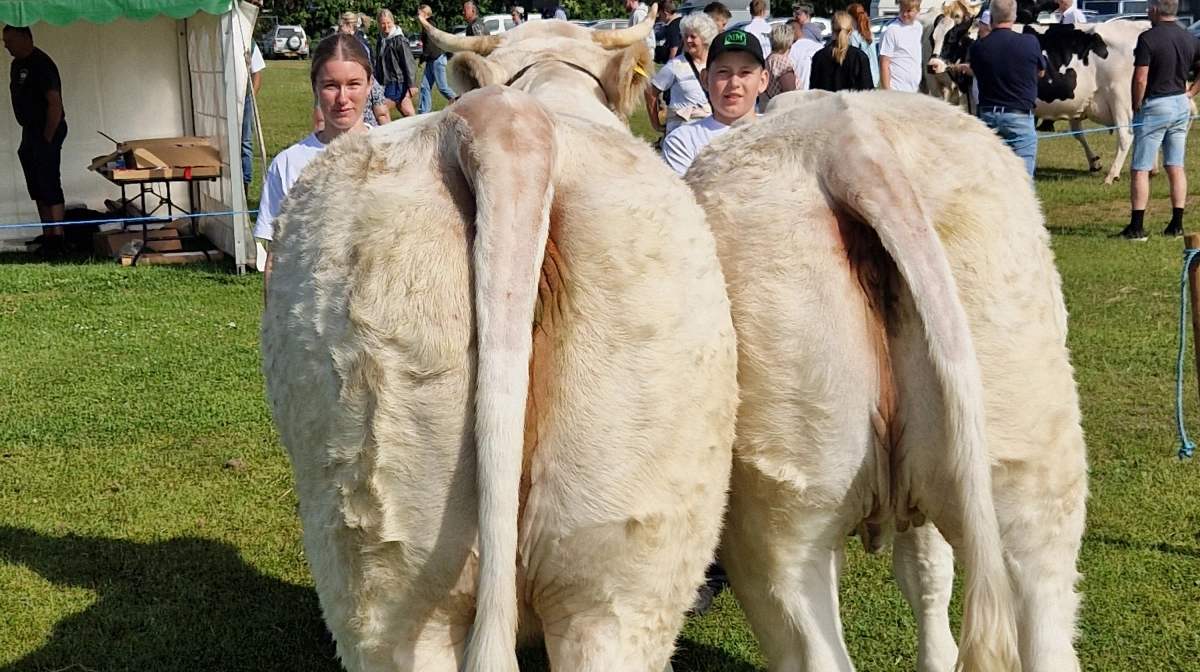 Bedste kødkvægs par: Charolais fra Mads Bjerregaard, Hov ved Thisted
