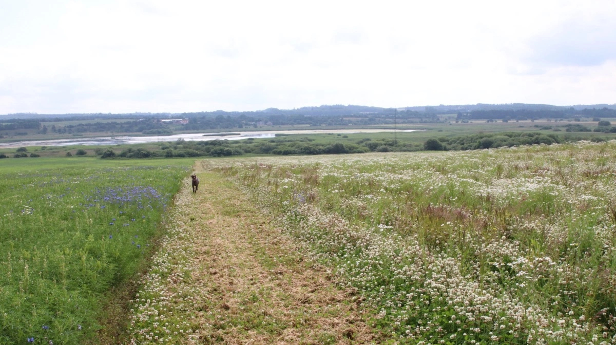Naturprojekter ved Louisendal i Nordjylland er ikke noget nyt, hvilket billedet her, der stammer fra 2021 bevidner, med masser af valmuer, okseøje og kløverblomster. Arkivfoto