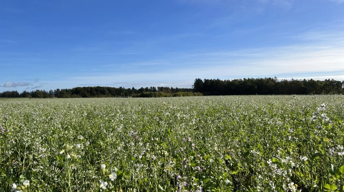 Levende planter på jorden året rundt er forudsætningen for, at mikrolivet trives, så jo mere du kan sørge for, at der altid er levende planter på din jord, jo bedre er det. Foto: Kasper Stougaard