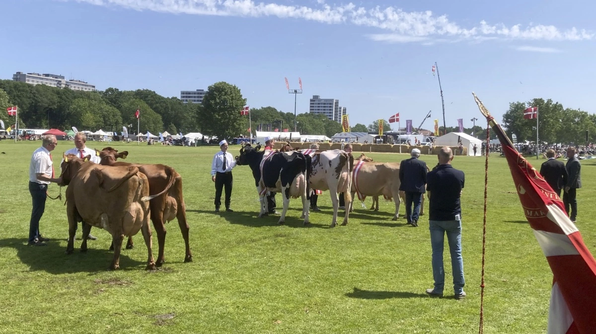 I forhold til sidste år var der 40 procent flere kreaturer på Det Fynske Dyrskue i Odense. Foto: Laurits Rasmussen
