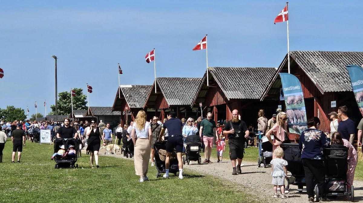 Flagene var hejst over de karakteristiske kvægstalde på Horsens Dyrskue. Foto: John Ankersen