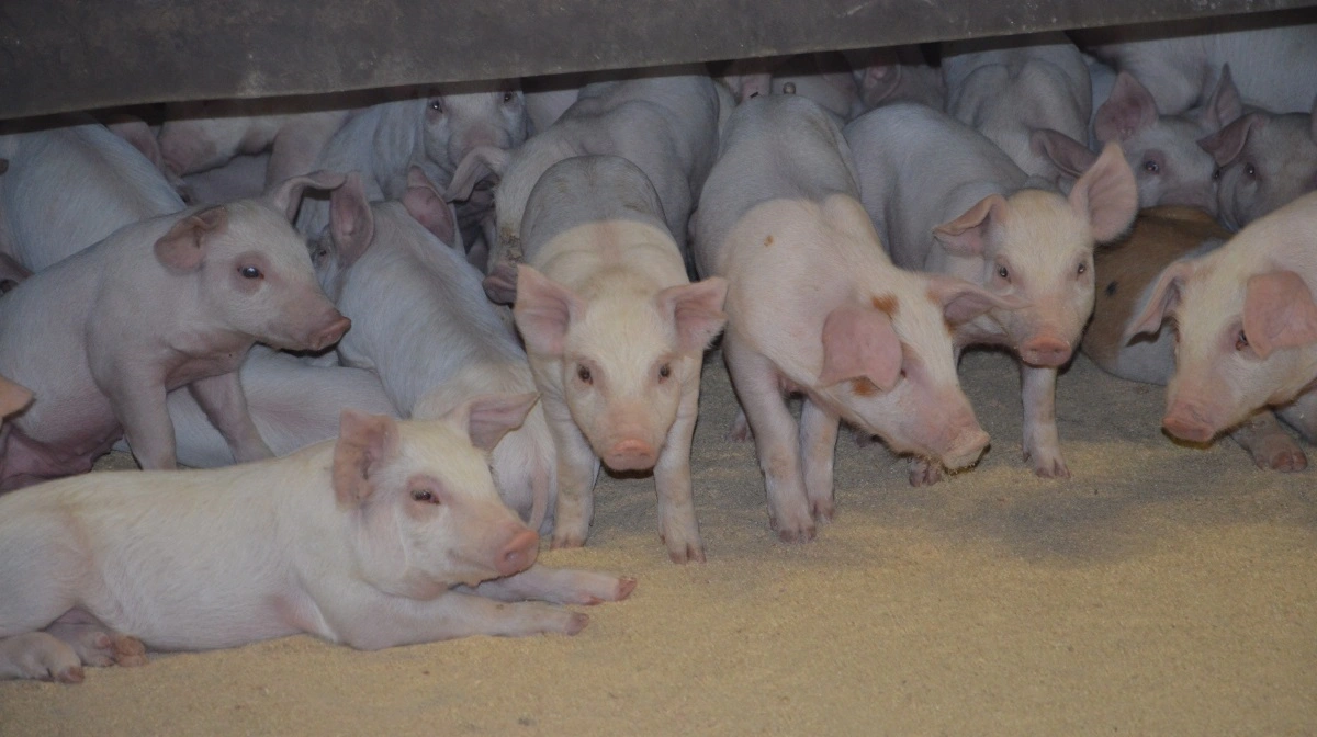 Nutrimin har justeret sit smågrisefoder, så det nu indeholder mere fiber samt et højere niveau af aminosyrerne treonin og methionin. Arkivfoto: Camilla Bønløkke