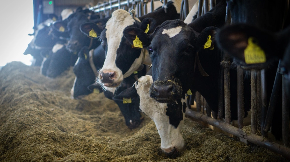 Den nordjyske landmand Jens Jørgen Andersen har tredoblet sin mælkeproduktion med købet af landbrugsejendomme for knap 70 millioner kroner. Arkivfoto: Alexander Dornwirth