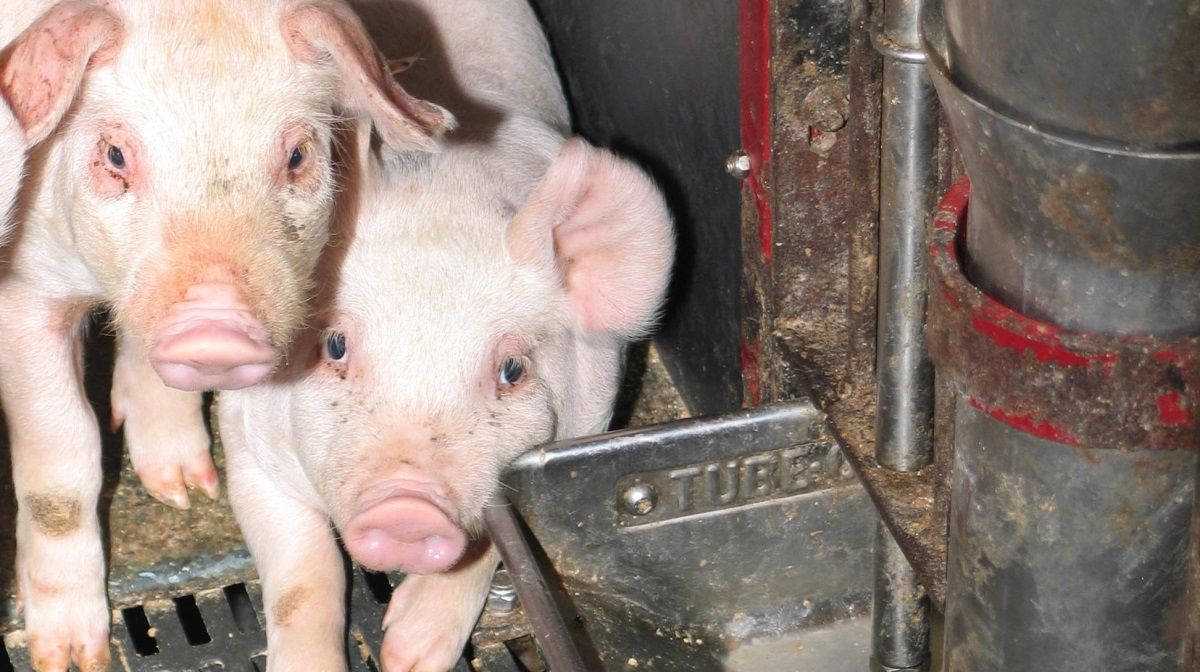 2-4 procent af fiberproduktet HP FiberBoost i fravænningsfoderet vil styrke og regulere mave-tarm sundheden og dermed lette overgangen til klimastalden, oplyser producenten.