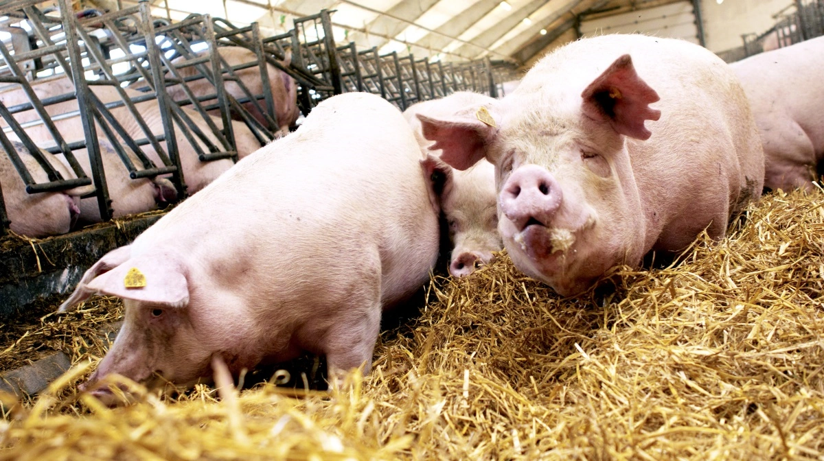 Som en del af SoWell-konceptet har Danish Agro udviklet to specialiserede blandinger til diegivende søer og to til drægtige søer. Arkivfoto