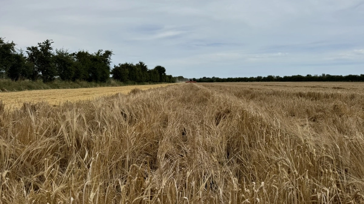 Carlsberg efterspørger større areal med maltbyg dyrket efter regenerative principper. Arkivfoto