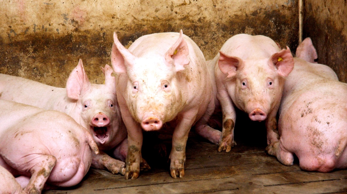 Et nyt projekt på Institut for Husdyr- og Veterinærvidenskab vil opdatere beregningsgrundlaget for metanudledningen fra grise, så de nationale emissionsopgørelser i fremtiden bliver mere retvisende.