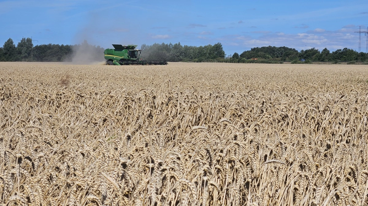 Hvedemarkederne reagerer på biofuel-planer, geopolitisk uro og ændrede produktionsudsigter. Arkivfoto