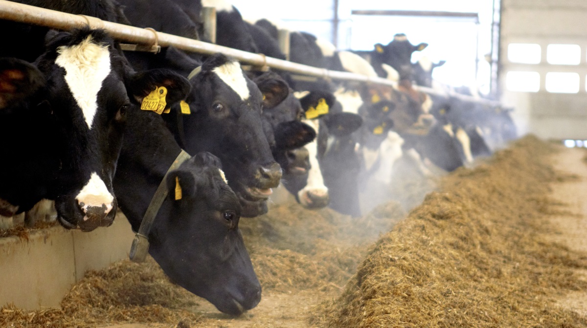 Mælkeproducenter risikerer både spildte kroner og svækket ko-sundhed, hvis mineralforsyningen baseres på gæt. En simpel analyse af grovfoderet kan sikre korrekt tildeling, lyder det fra kvægrådgiver.