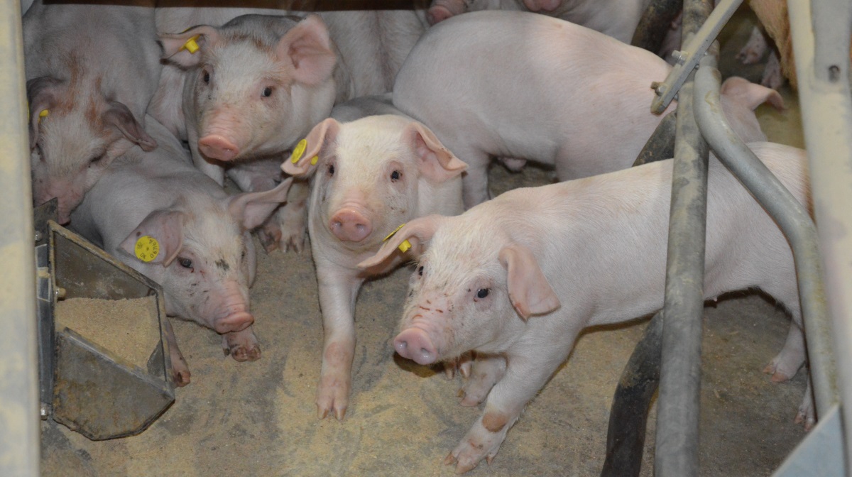 Solid vækst i salg og investeringer i forskning skal styrke fremtidig konkurrenceevne hos den internationale genetikvirksomhed Topigs Norsvin.