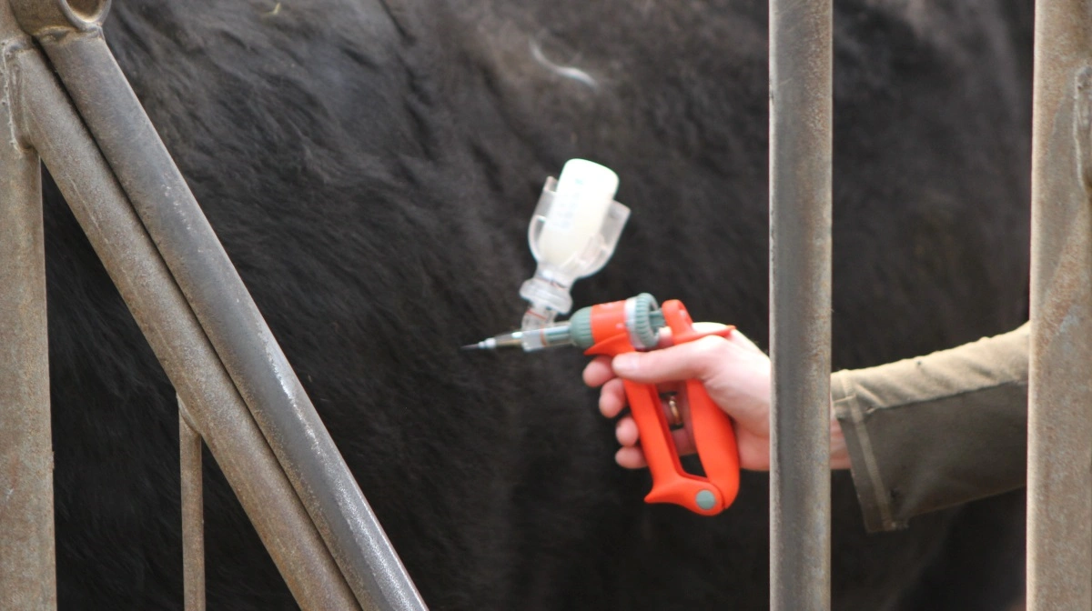 En hurtig adgang til vacciner og et tæt samarbejde mellem de canadiske myndigheder og branche skal mund- og klovsyge holdes ude af landet. Arkivfoto: Line Brusgaard