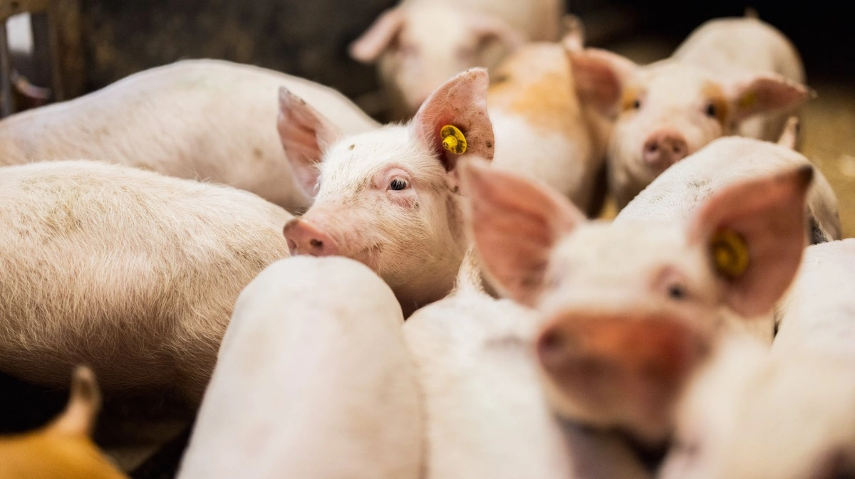 - Testforløbet på Hendrix Genetics Swines testfarm går i gang, når pattegrisene indsættes ved en vægt på cirka syv kg. Ved indsættelsen i fravænningsafdelingen bliver alle grisene vejet individuelt og registreret i avlsdatabasen. Herved sikres fuld sporbarhed - både på stiniveau og enkeltdyrsniveau. Foto: Simon Meyer.