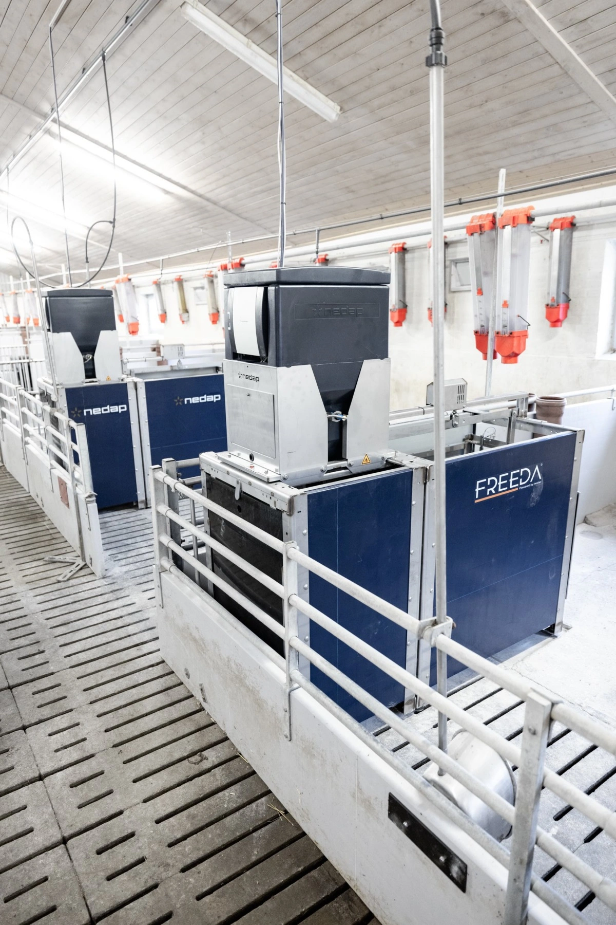 I den ene slagtesvinesektion på Hendrix Genetics Swine’s testfarm er to af stierne udstyret med avancerede, elektroniske foderstationer fra Needap/Agrisys. Med disse foderstationer kan der foretages præcise målinger af foderoptagelsen og tilvæksten på individniveau. Foto: Simon Meyer.